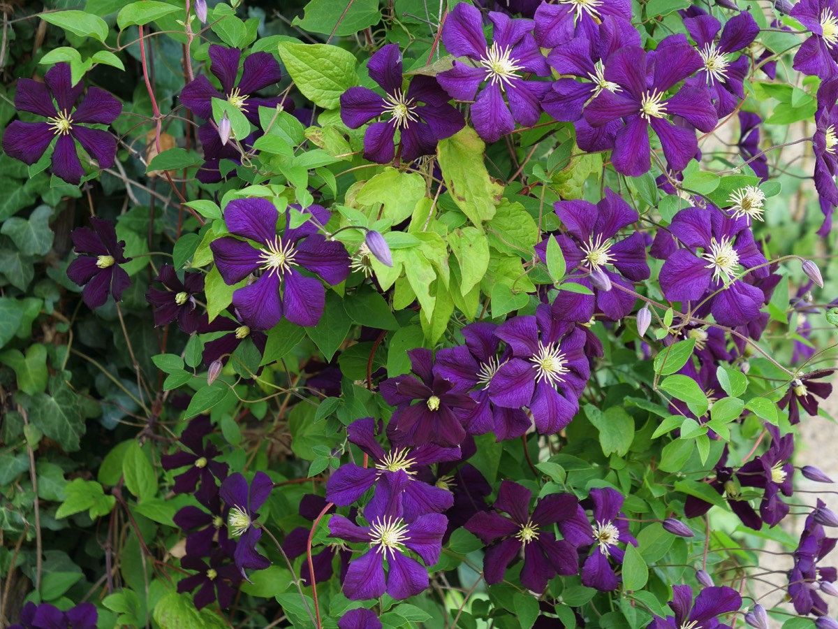 Clematis at Gites Les Chaffauds