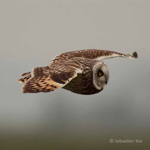 Short Eared Owl in Flight